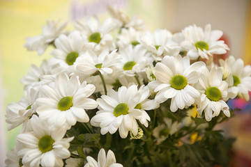 Bush white chrysanthemum