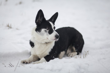 Собака вельш корги кардиган гуляет по снегу 