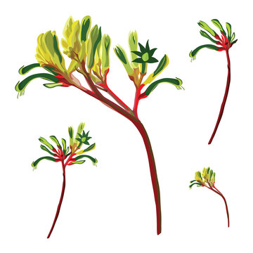 Realistic Red and Green Kangaroo Paw Flower Vector Elements on a white background