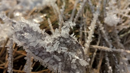 Snow coating on the plant in winter. Slovakia