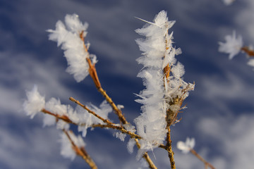 Sakura of Siberia. Winter flowers