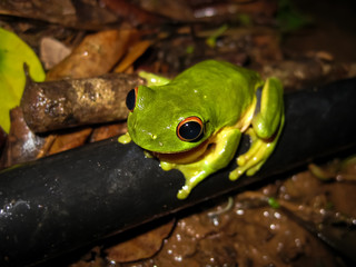 Red eyed tree frog sitting on a rotten tree branch in the rainforest, Eungella National Park,...