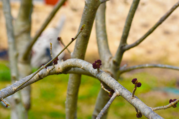 First Buds of the season