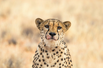 Portrait of a sad cheetah