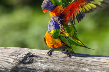 Couple of Rainbow lorikeets mating, Queensland, Australia