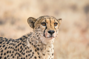 Cheetah face covered in blood after feeding