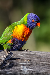 Close up of a colorful Rainbow lorikeet in the wild, Queensland, Australia