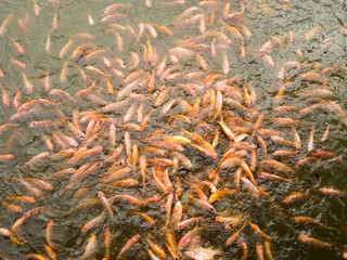 Many fish in the fish pond