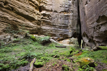 Fototapeta premium One of the impressive side gorges of Carnarvon Gorge National Park - Amphitheatre, Queensland, Australia