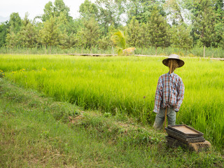 Naklejka na ściany i meble Scarecrow in the rice field