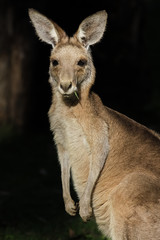 Pretty face or whiptail wallaby facing in the sunlight, Carnarvon Gorge, Queensland, Australia