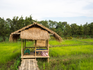 Fototapeta na wymiar Cottage in the rice field