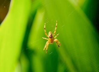 a small spider on a leaf