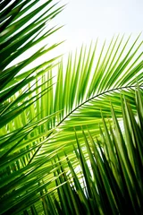 Poster de jardin Palmier green palm leaf