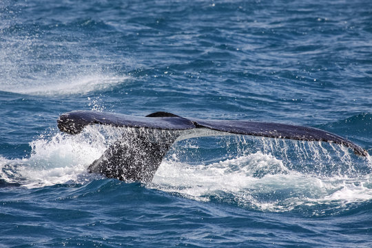Humpback whale fluking, Hervey Bay, Queensland
