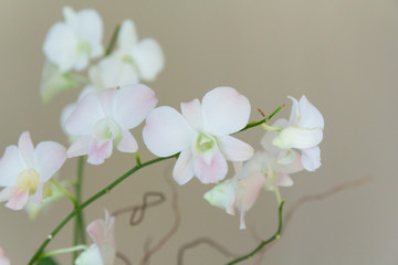 white and pink orchid branch on brown background