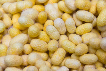 gold natural cocoon balls background, raw material for silk clot
