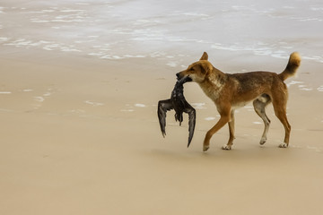 Naklejka premium Australian dingo with its prey, a bulwers petrel at 75 mile beach, Fraser Island, Queensland, Australia