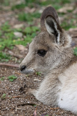 Close up of an Eastern grey kangaroo, profile, Girraween National Park, Queensland, Australia