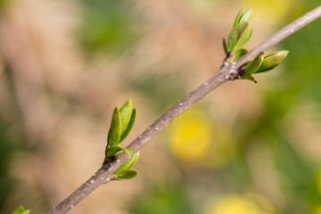 buds growing in spring