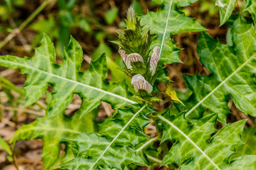 Sea holly or Acanthus ebracteatus, a herbal plant for use as alt
