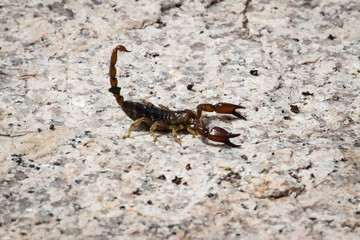 Close up of Black rock scorpion, Queensland Australia