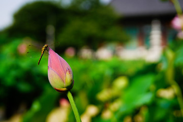 lotus (연꽃)