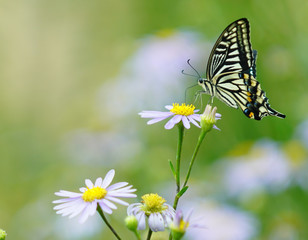 butterfly
