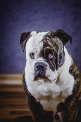 Bulldog puppy in a room