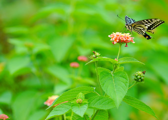 butterfly