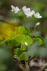 Fototapeta premium wood sorrel blossoms growing in forest