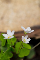 wood sorrel blossoms growing in forest