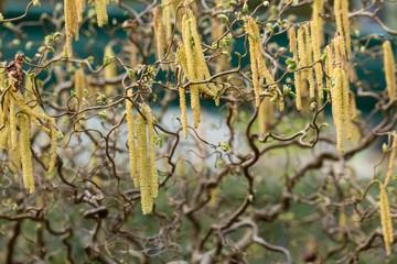 corkscrew hazel with catkins and twisted branches