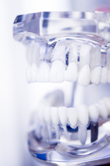 Dentists dental teeth model