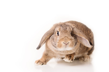 Rabbit on isolated white background