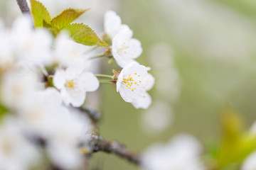 white blossoms of fruit tree in spring