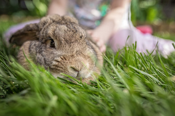 Bunny sitting in the grass