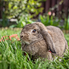 Bunny sitting in the grass