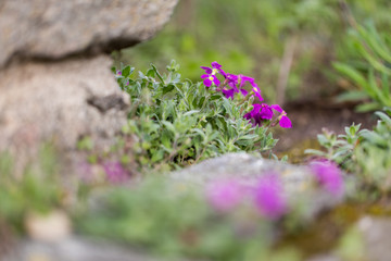 pink rock cress blossoming