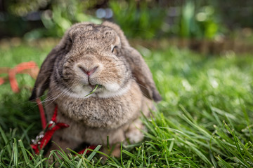 Bunny sitting in the grass