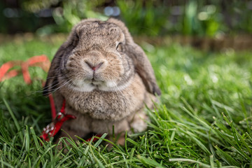 Bunny sitting in the grass