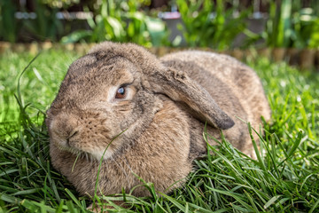 Bunny sitting in the grass