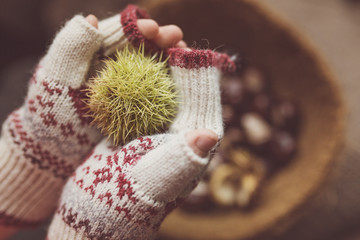Chestnut in hands