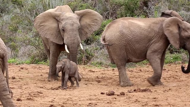 Bad mood Male Elephant hitting Baby with his trunk