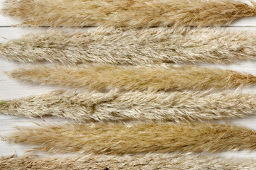 Dried fluffy cattail flower texture background on white wood.