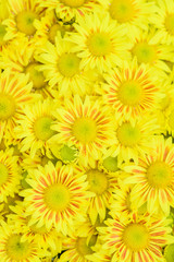 Fototapeta na wymiar The top view of yellow Chrysanthemum or Dendranthemum grandifflora
