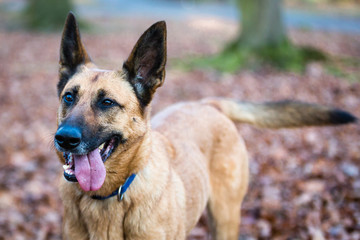 Belgian Shepherd Dog