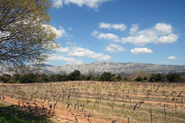 Weinstöcke am Mont Sainte-Victoire bei Aix-en-Provence