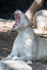 white lion is yawning in the zoo