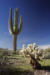 Arizona Saguaro Cactus
